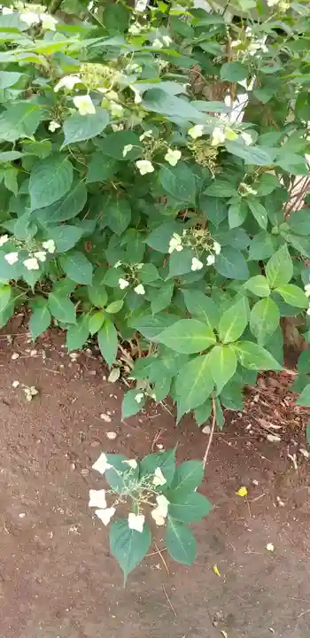 埼玉縣護國神社の自然