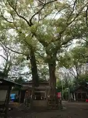 河邊七種神社の自然