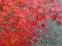 観心寺(大阪府)