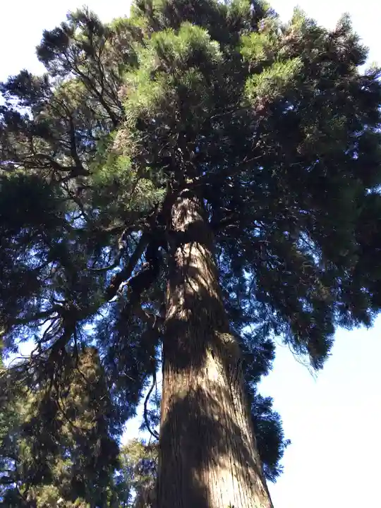 狭野神社の自然