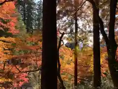 岡太神社の自然