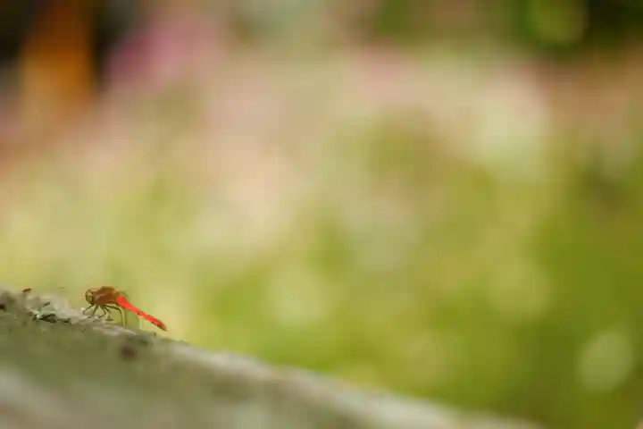 般若寺 ❁コスモス寺❁(奈良県)