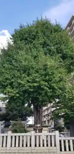 綾瀬神社の自然