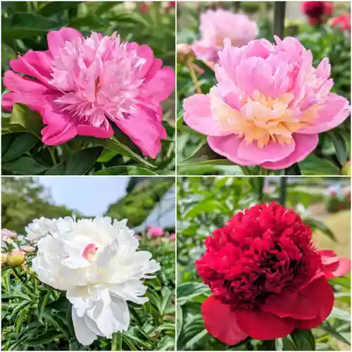 金蛇水神社(宮城県)