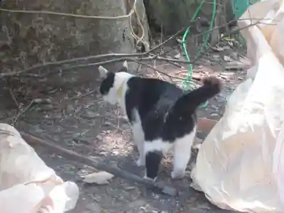 榛名神社の動物