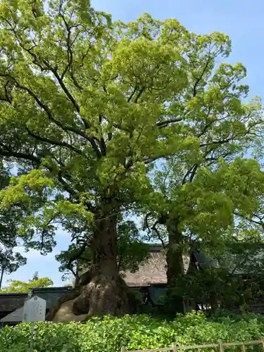 太宰府天満宮の自然