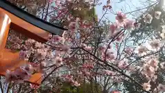 平野神社の自然