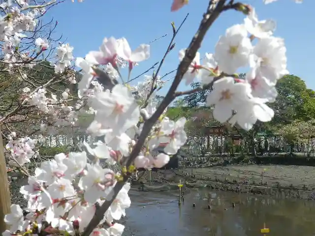 鶴岡八幡宮の自然