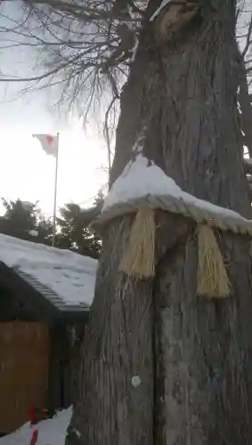 札幌諏訪神社の自然