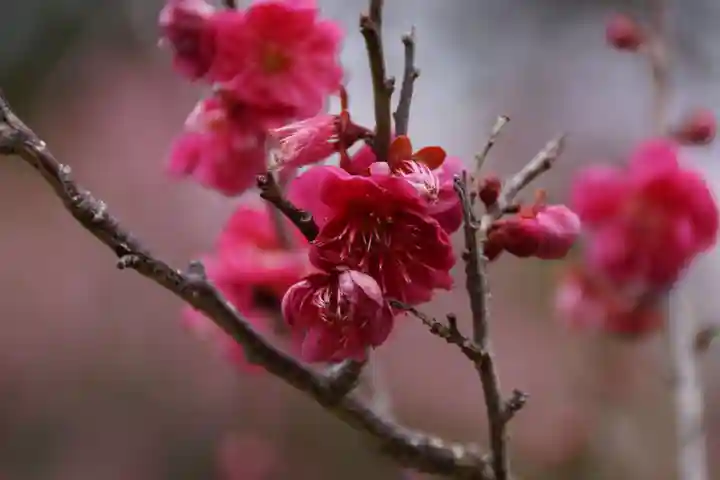 綱敷天満宮の自然