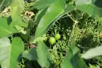 鹿島大神宮の自然