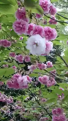 阿佐ヶ谷神明宮(東京都)