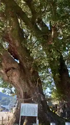 尾鷲神社の自然