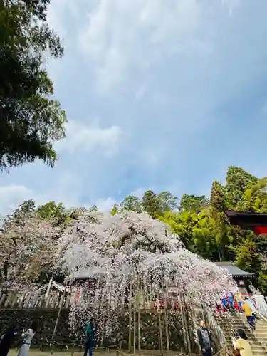 小川諏訪神社の自然
