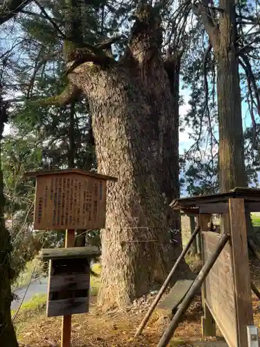 若宮八幡神社の自然
