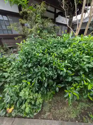 谷中 妙福寺(東京都)