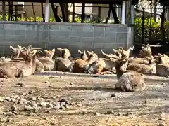 三嶋大社の動物