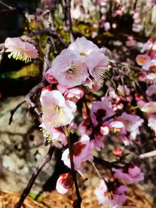 松應寺(東京都)