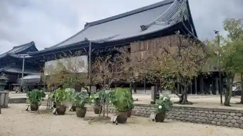 本山専修寺の本殿・本堂