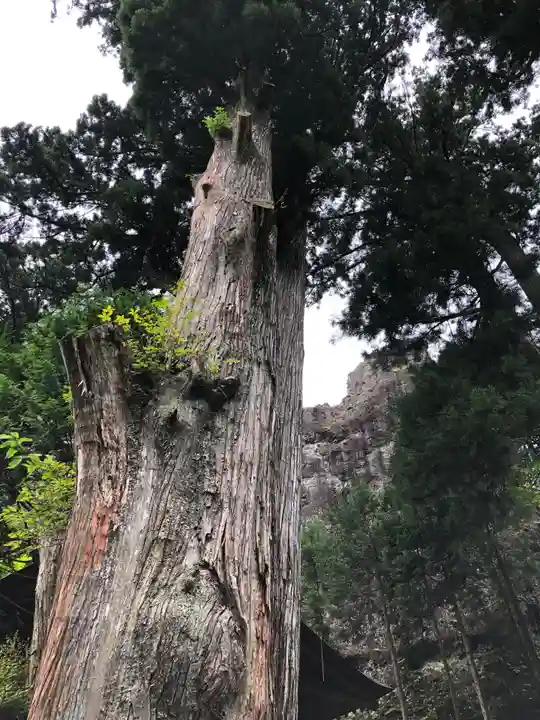 榛名神社の自然