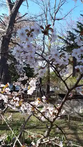 新琴似神社の自然