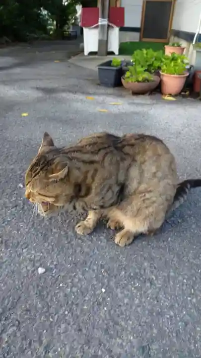 鹿角八坂神社の動物