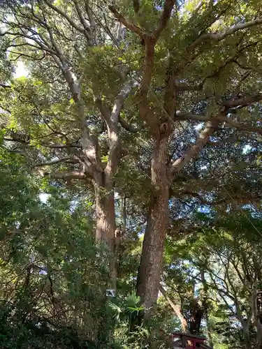 野田神社の自然