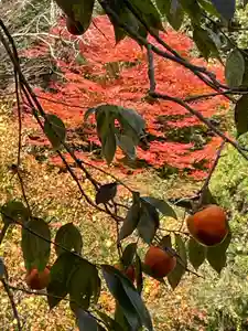 国上寺(新潟県)(2024年11月19日(火) 15時31分57秒投稿)