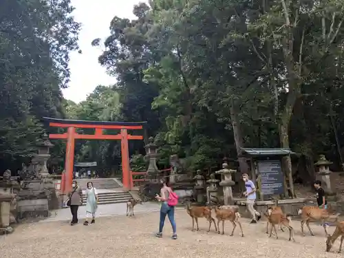 春日大社の鳥居