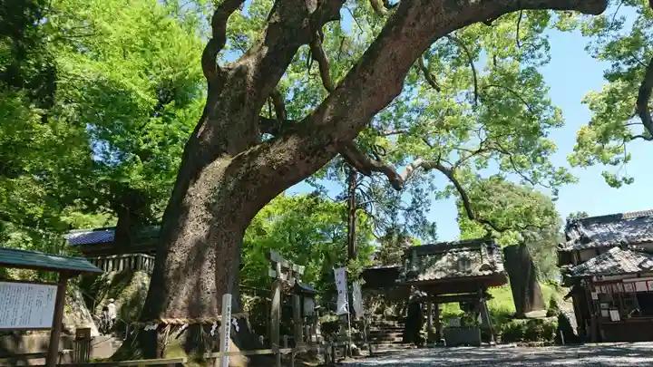 事任八幡宮の自然