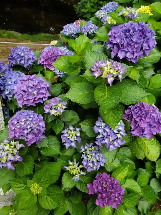 鷲宮神社の自然