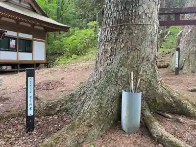 龍興山神社の自然