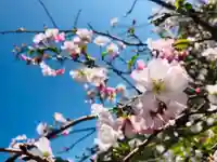 市木神社の自然