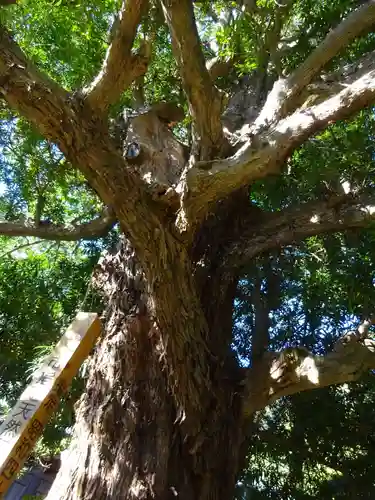浄光明寺の自然