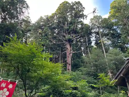 大宮温泉神社の自然