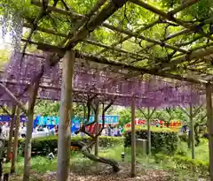 亀戸天神社の庭園