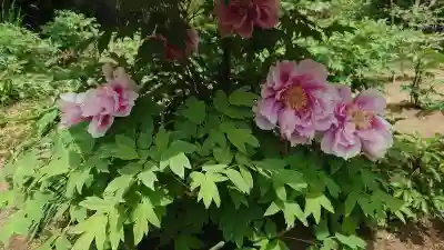 龍真寺(群馬県)