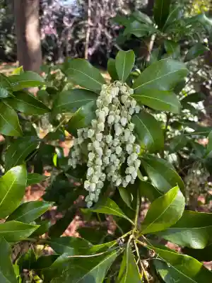 宮山神社の{uncategorized: "未分類", other: "その他", undefined: "問題あり", building: "その他建物", grave: "お墓", sacred_gate: "鳥居", guardian: "狛犬", statue: "像", buddha: "仏像", history: "歴史", nature: "自然", garden: "庭園", animal: "動物", pagoda: "塔", temizu: "手水舎", mountain_gate: "山門・神門", sanctuary: "本殿・本堂", subordinate: "末社・摂社", art: "芸術", scenery: "景色", jizo: "地蔵", ema: "絵馬", goshuin: "御朱印", omikuji: "おみくじ", items: "授与品その他", amulet: "お守り", goshuincho: "御朱印帳", eats: "食事", festival: "お祭り", votive_dance: "神楽", shichigosan: "七五三参", wedding: "結婚式", experience: "体験その他", initially: "初詣", around: "周辺", anti_infection: "感染症対策"}
