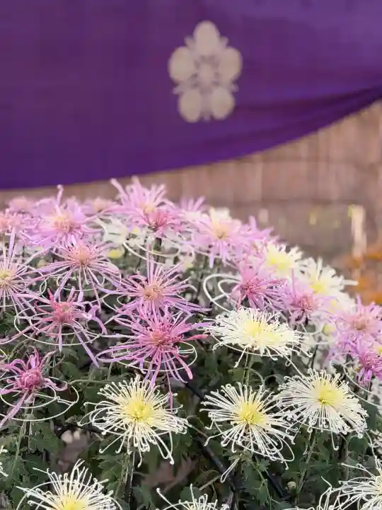 亀戸天神社(東京都)