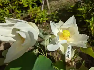 法金剛院(京都府)