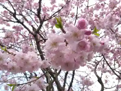 總社 和田八幡宮(福井県)