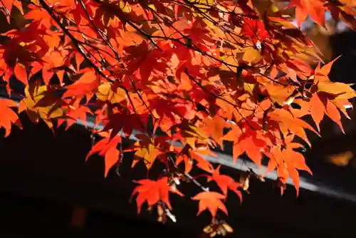 高野山金剛峯寺奥の院(和歌山県)