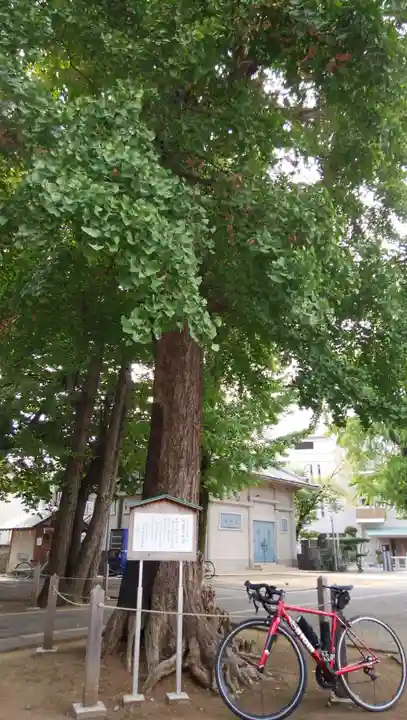 千住神社の自然