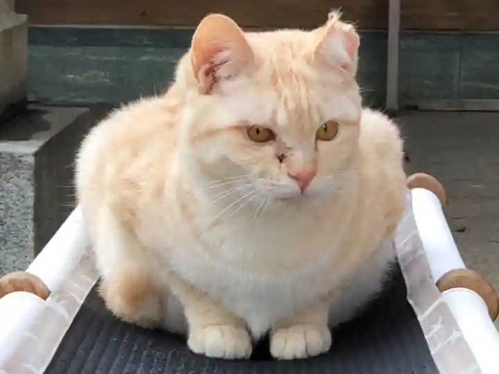 王子神社の動物