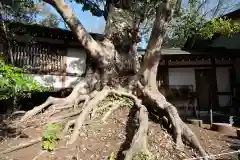 皇大神宮（烏森神社）の自然