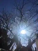 麻布氷川神社の自然