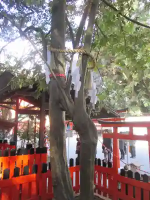 賀茂御祖神社（下鴨神社）(京都府)