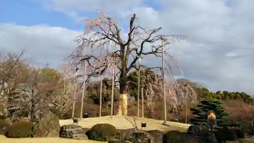 東寺（教王護国寺）の自然
