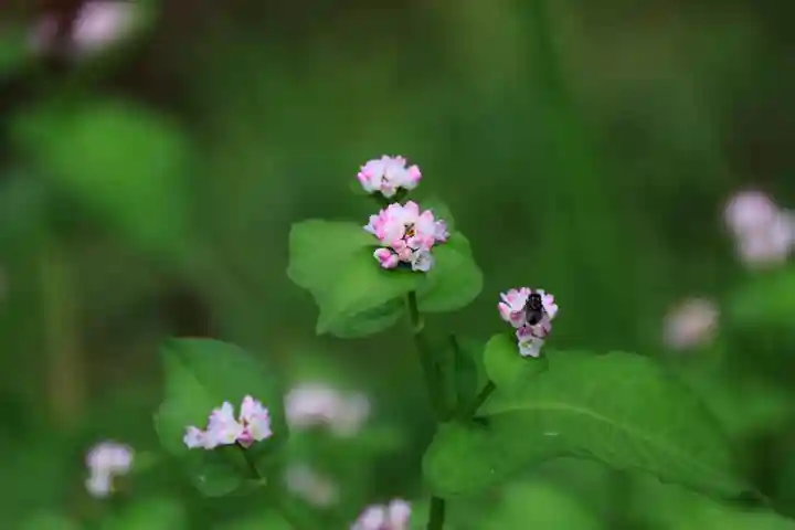 鹿島大神宮の自然