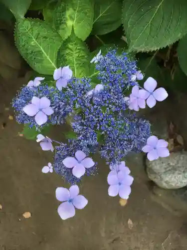 平塚八幡宮の自然